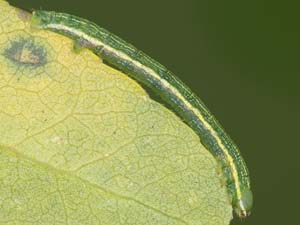 Mellilla xanthometata