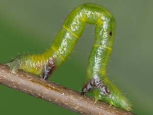 Macaria promiscuata