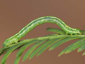 Macaria aequiferaria