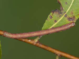 Digrammia gnophosaria