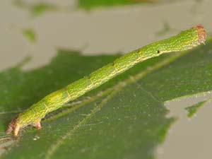 Cyclophora packardi