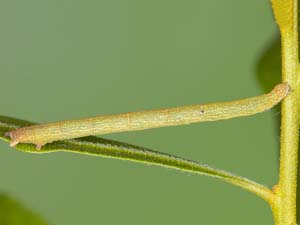 Cyclophora myrtaria