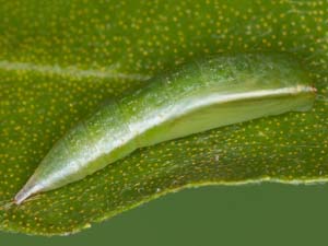 Cyclophora myrtaria