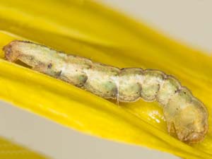 Cyclophora nanaria