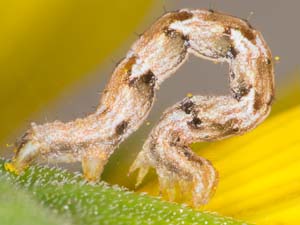 Cyclophora nanaria