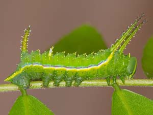 Syssphinx bicolor