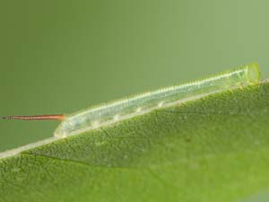 Ceratomia undulosa