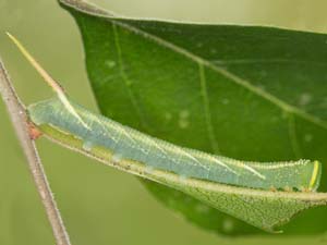 Ceratomia undulosa