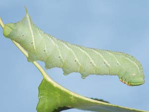 Paonias excaecata