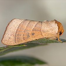 Datana contracta