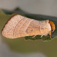 Datana contracta