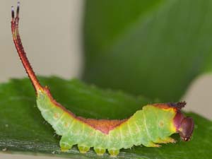 Furcula borealis