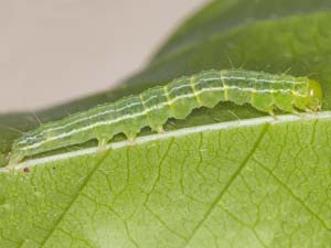 Hypena scabra