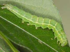 Hypena scabra