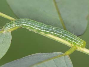 Hypena scabra