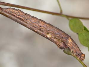 Spiloloma lunilinea