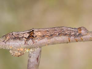 Catocala innubens