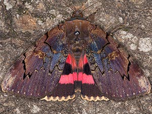 Catocala carissima