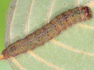 Acronicta betulae