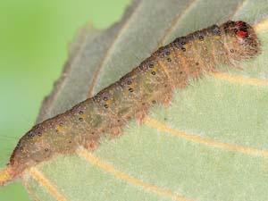 Acronicta betulae