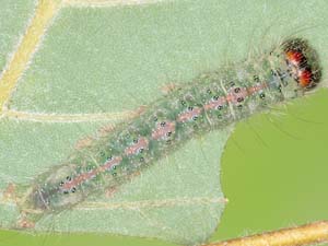 Acronicta betulae