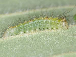 Acronicta betulae