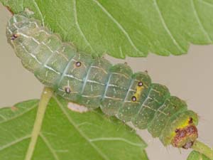 Acronicta vinnula