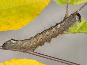 Acronicta laetifica