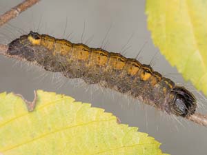 Acronicta laetifica