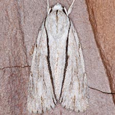 Acronicta perblanda