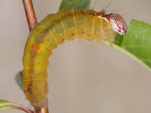 Acronicta clarescens