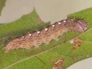 Acronicta increta