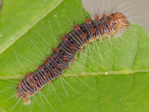 Acronicta retardata