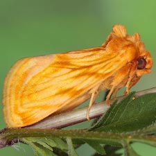 Cirrhophanus triangulifer