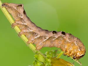 Cirrhophanus triangulifer