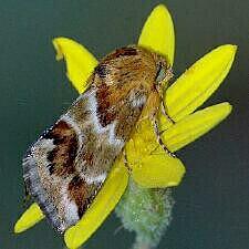 Schinia lynx