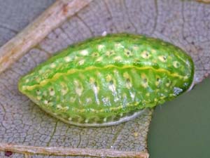 Lithacodes fasciola