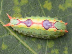 Adoneta bicaudata