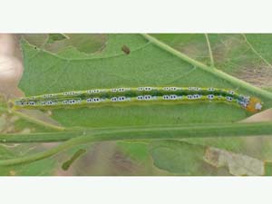 Munroeodes thalesalis