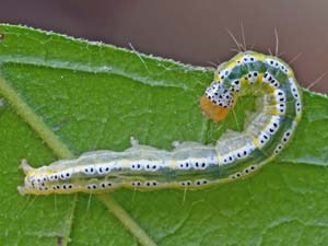 Munroeodes thalesalis