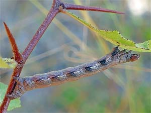 Eumacaria madopata