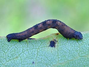 Exelis pyrolaria