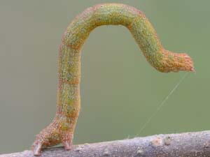 Cyclophora myrtaria