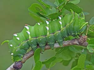 Syssphinx blanchardi