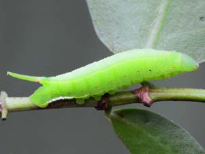 Cautethia spuria