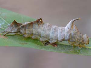 Oedemasia semirufescens