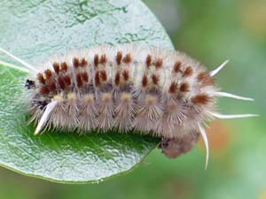 Lophocampa annulosa