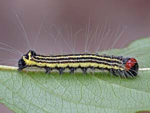 Acronicta radcliffei