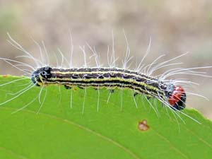 Acronicta radcliffei