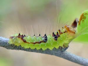 Acronicta tritona